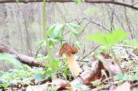 Morchella punctipes image