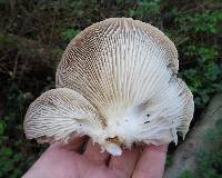 Pleurotus ostreatus image