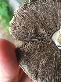 Agaricus xanthodermus image