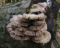 Schizophyllum commune image