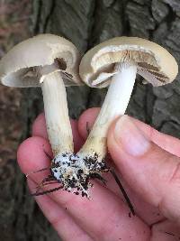 Agrocybe praecox image