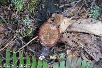 Ganoderma tsugae image