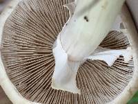 Agrocybe praecox image