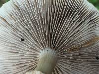 Agrocybe praecox image