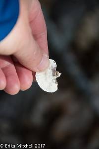 Trametes versicolor image