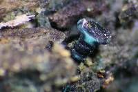 Chlorociboria aeruginosa image