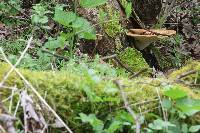 Polyporus squamosus image