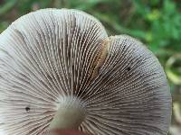 Agrocybe praecox image