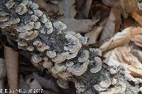 Trametes versicolor image