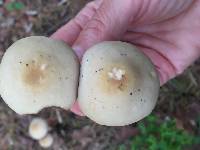 Agrocybe praecox image