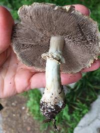 Agaricus xanthodermus image