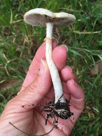 Agrocybe praecox image