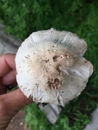 Agaricus xanthodermus image