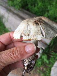 Agaricus xanthodermus image