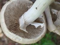 Agrocybe praecox image