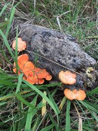 Pycnoporus coccineus image