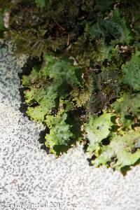 Peltigera leucophlebia image