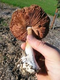 Volvariella gloiocephala image