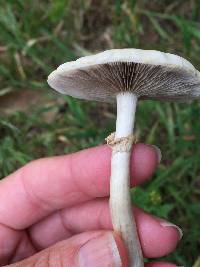 Agrocybe praecox image