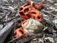 Clathrus ruber image