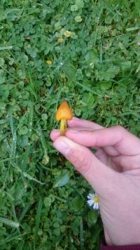 Hygrocybe conica image