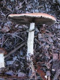 Stropharia rugosoannulata image