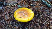 Amanita flavoconia image