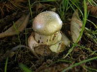 Amanita phalloides image