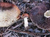 Stropharia rugosoannulata image