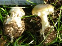 Amanita phalloides image