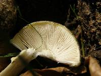 Amanita phalloides image