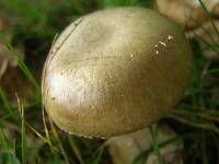 Amanita phalloides image