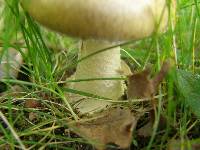 Amanita phalloides image