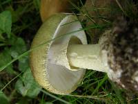 Amanita phalloides image