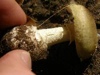 Amanita phalloides image