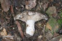 Russula inquinata image