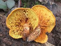 Gymnopilus junonius image