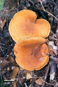 Cortinarius castoreus image