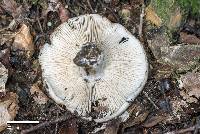 Russula inquinata image