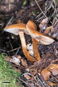 Cortinarius castoreus image