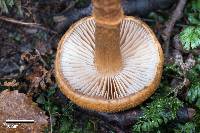 Cortinarius castoreus image