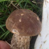 Leccinum scabrum image