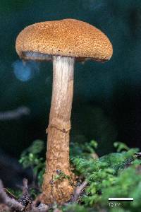 Cortinarius castoreus image