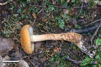 Cortinarius castoreus image