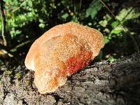 Pycnoporus coccineus image