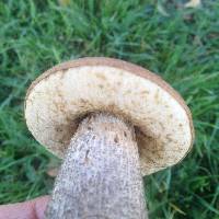 Leccinum scabrum image