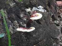 Ganoderma curtisii image