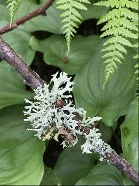 Evernia prunastri image