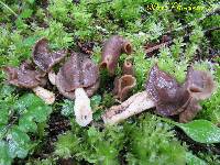 Helvella compressa image