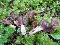 Helvella compressa image